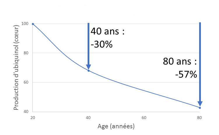 la production de l'ubiquinol baisse avec l'âge